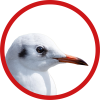 Logo Contre les mouettes