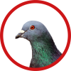 Logo Contre les pigeons
